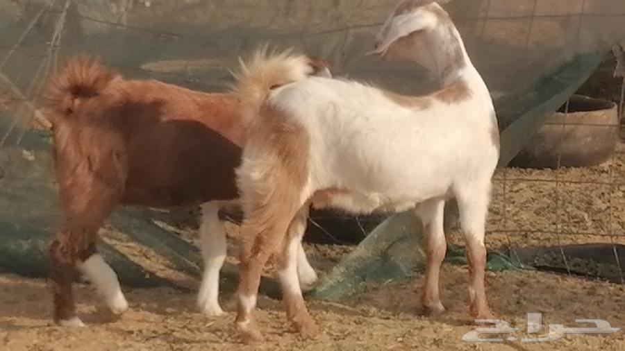 Egyptian goats, high-quality breeds, Egyptian goats classification64427290880129111