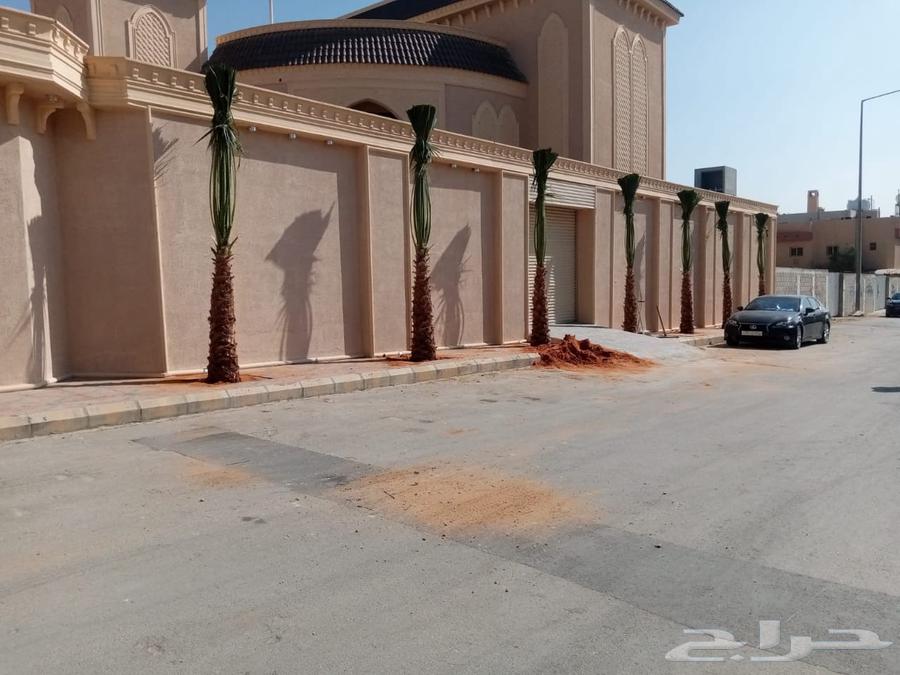 نخل واشنطونيا زينه للبيع64430084328322113