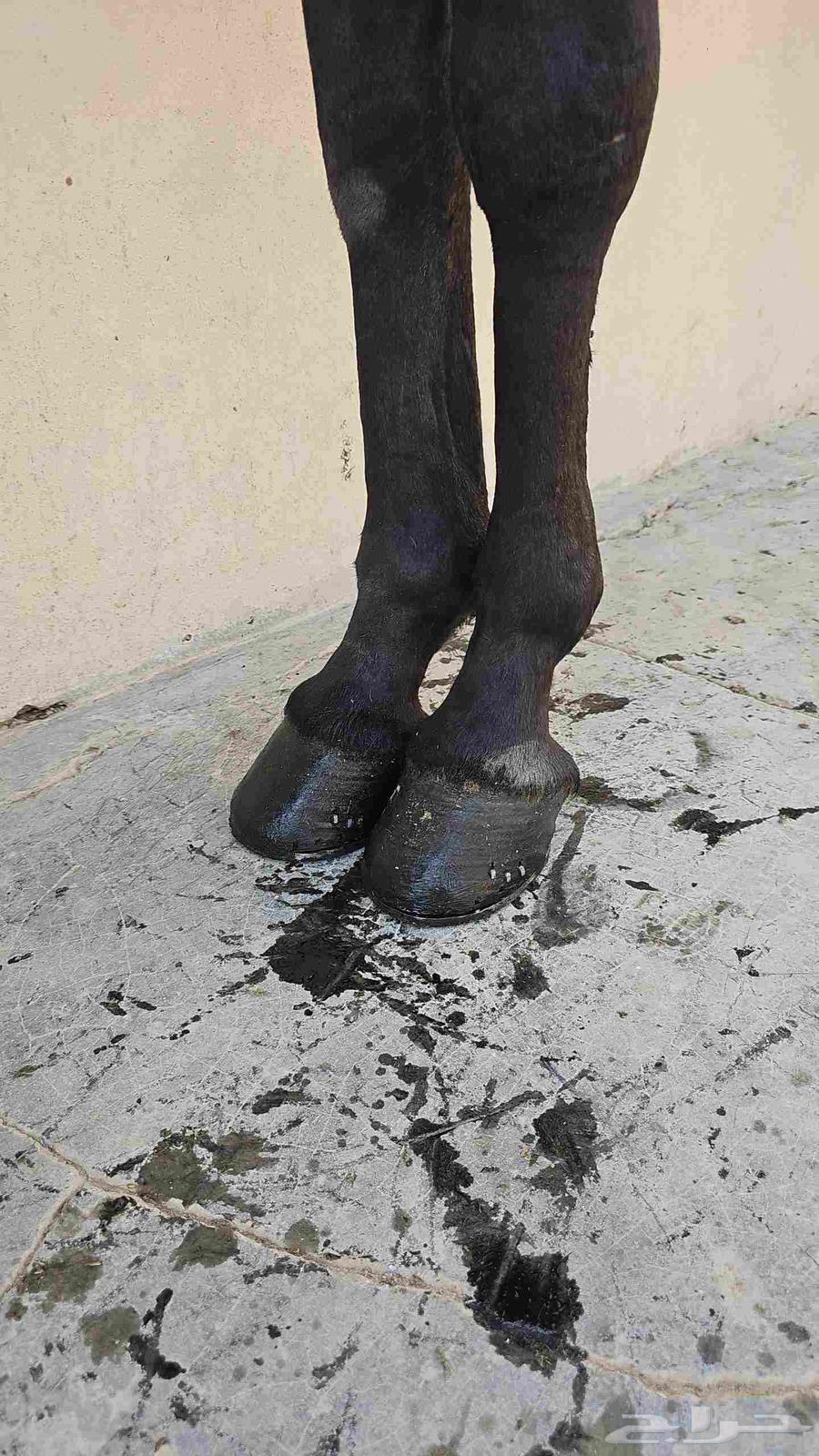 حصان واهو64430448481921111