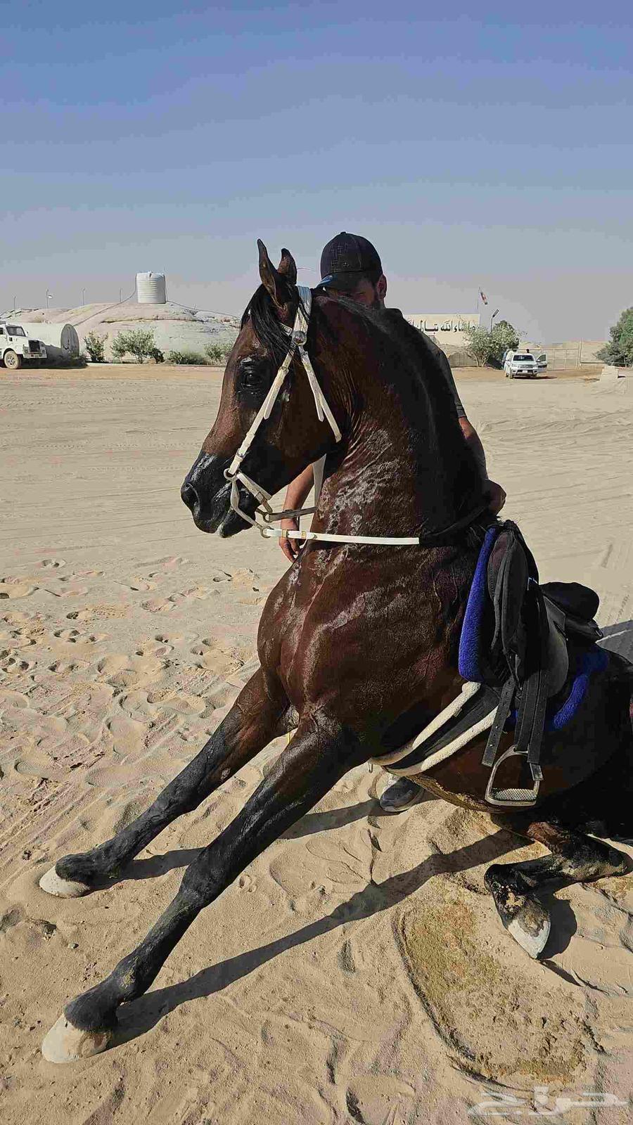 حصان واهو64430448481921110