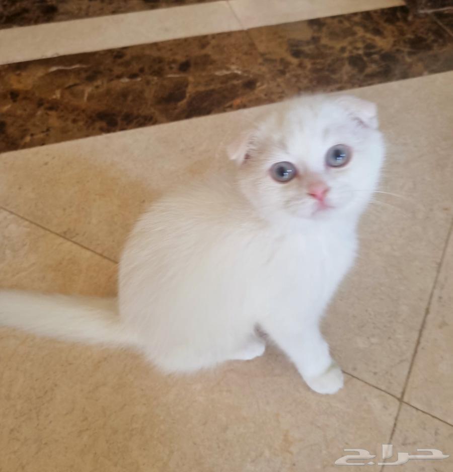 قط ذكر سكوتش للبيع Scottish folded ear64428120312834110