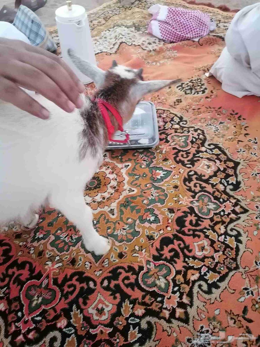 A playful 3-month-old dwarf goat interacts with children during breastfeeding or feeding64431589304579112