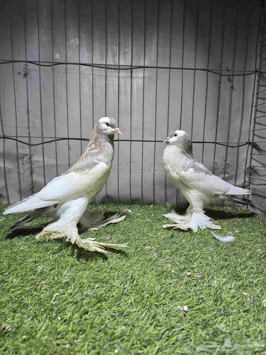 (تم البيع) نفاخ مسوبع64427370491137110