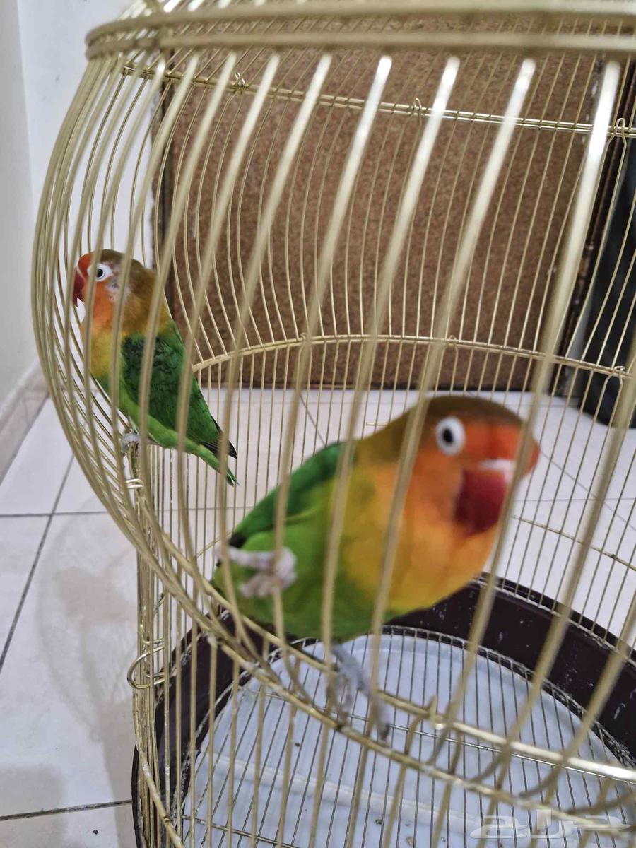 طيور زوج فيشر64428308865410111