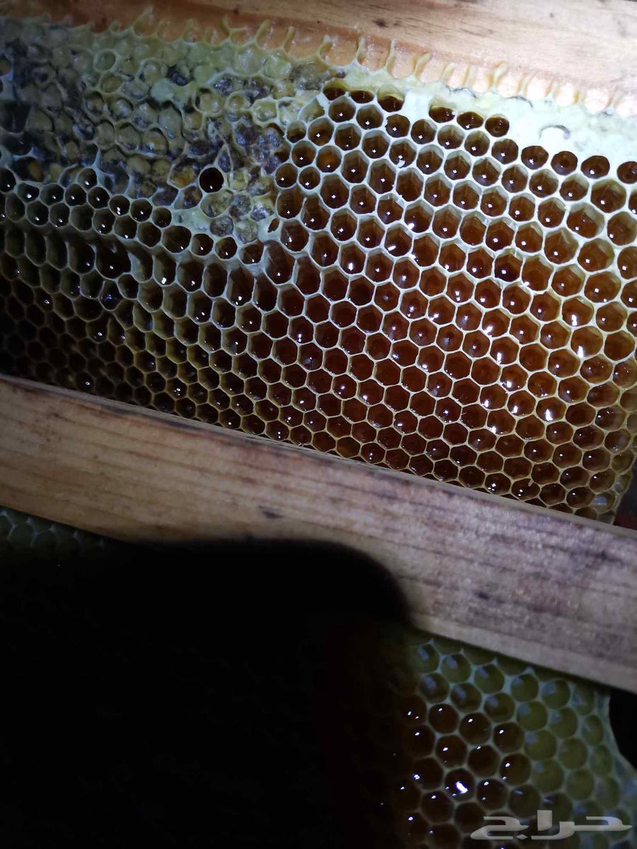 Samer Samra Honey, Qatad Honey, Salam Honey, Sahah Honey64427892230787113