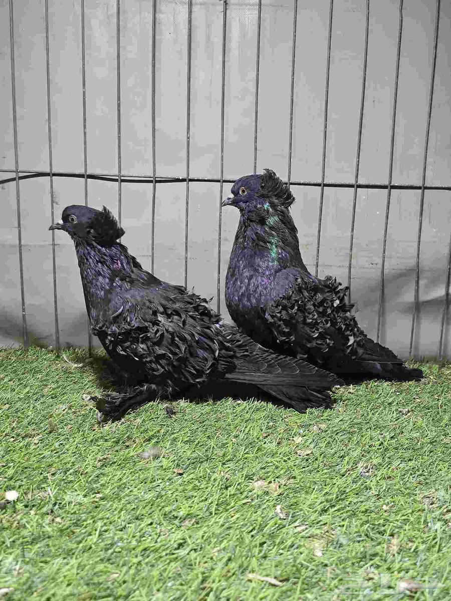 مفتل اسود64426214682498110