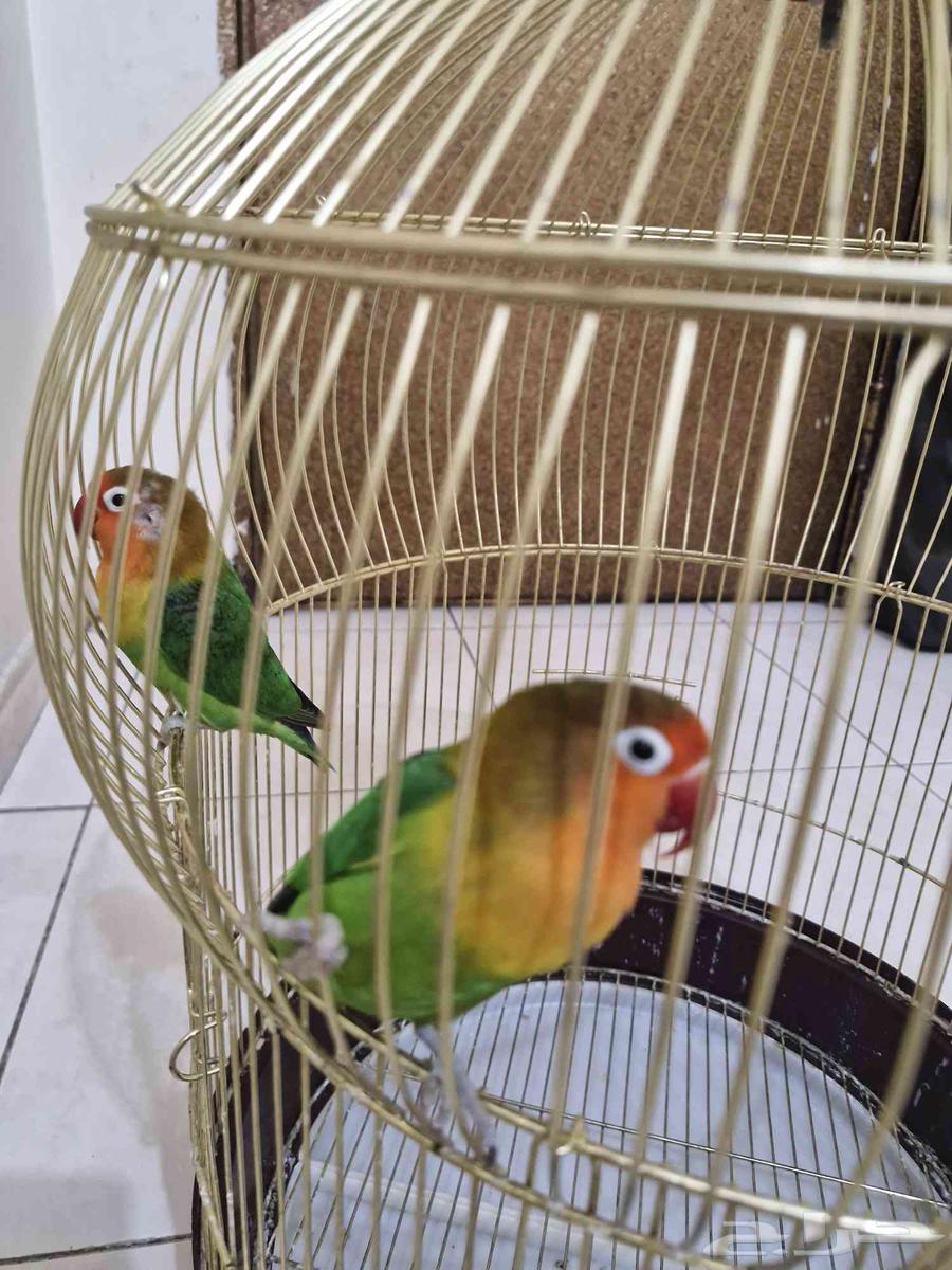 طيور زوج فيشر64428308865410112