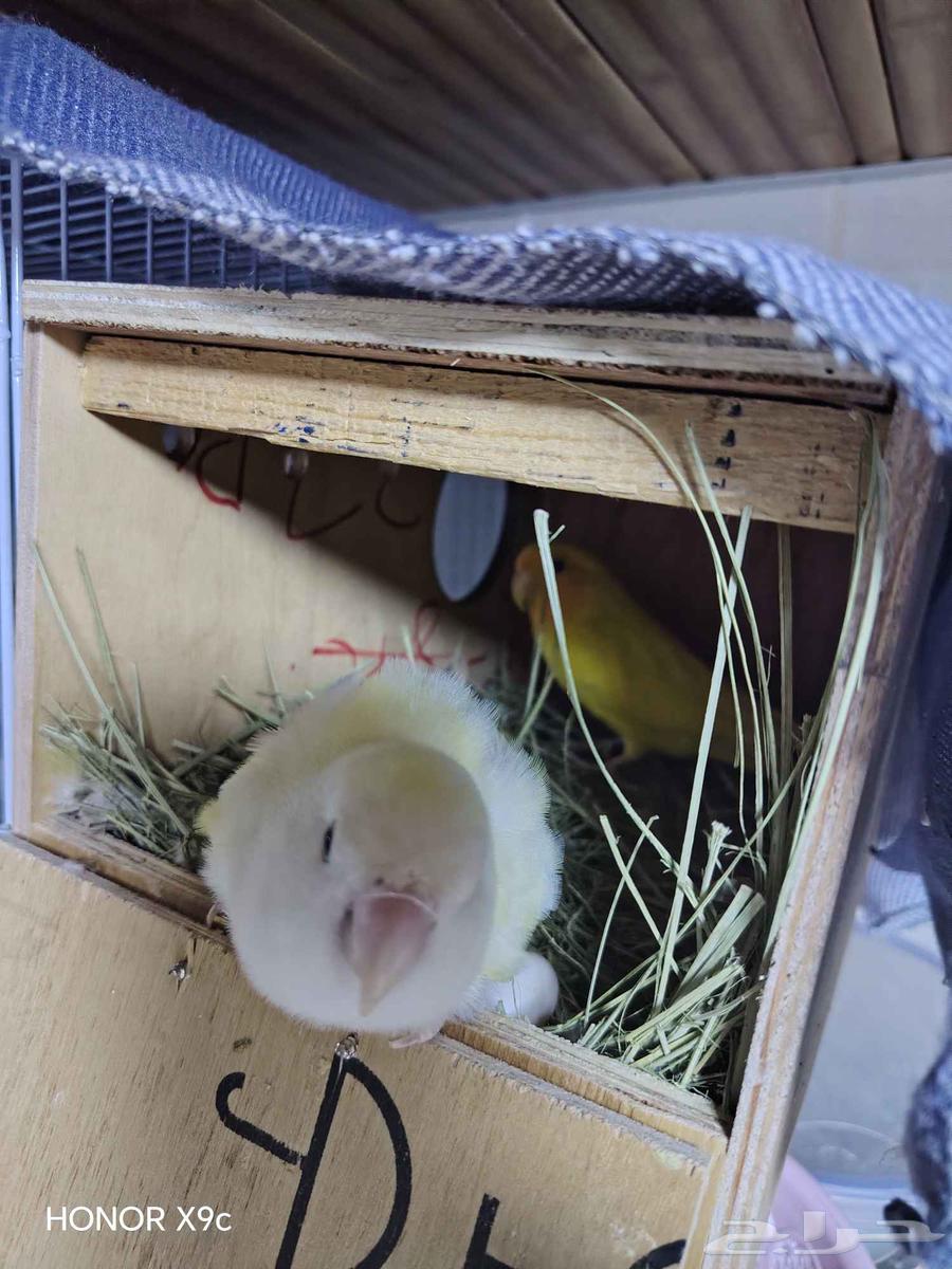 زوج روز منتج قريب يبيض ( تم البيع)64428376594178111