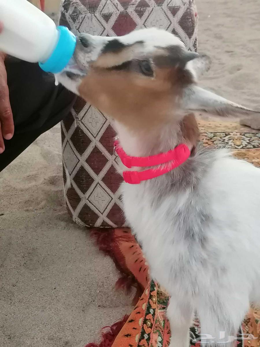 A playful 3-month-old dwarf goat interacts with children during breastfeeding or feeding64431589304579110