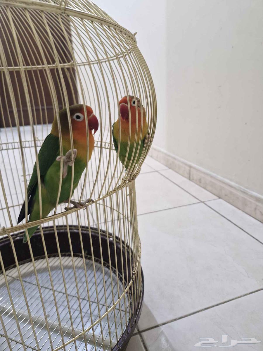 طيور زوج فيشر64428308865410114