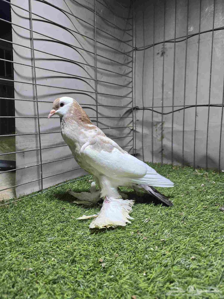 (تم البيع) نفاخ مسوبع64427370491137112