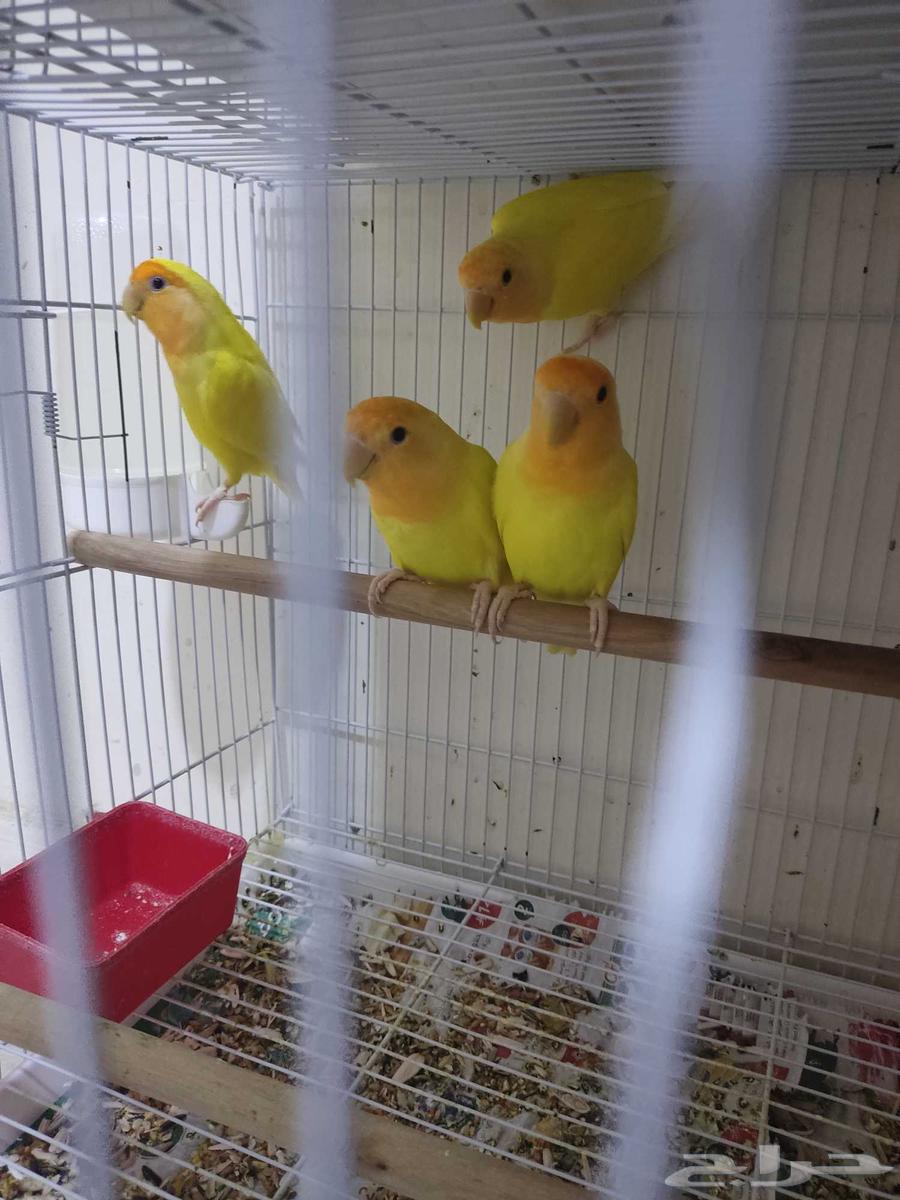 5 Single Roast Beans64427757861889111