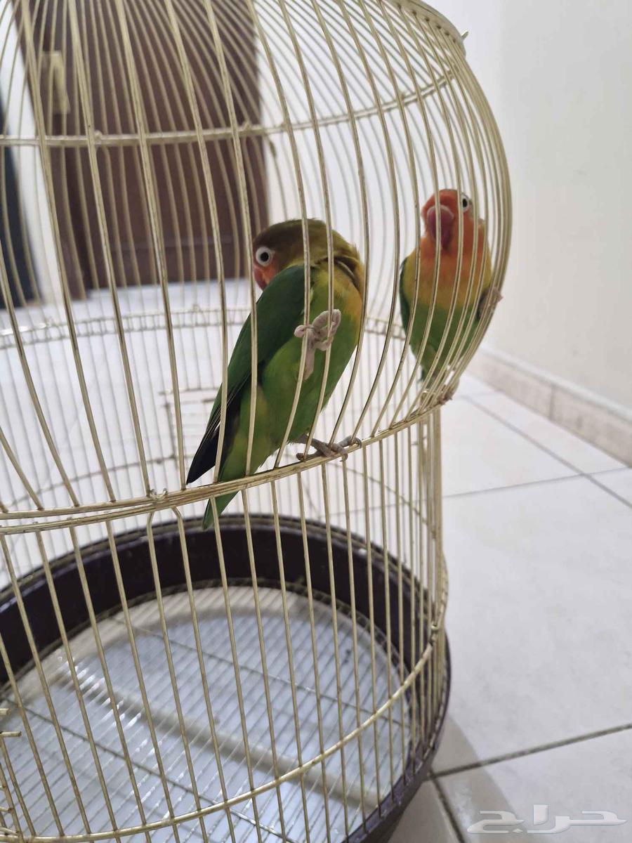 طيور زوج فيشر64428308865410113