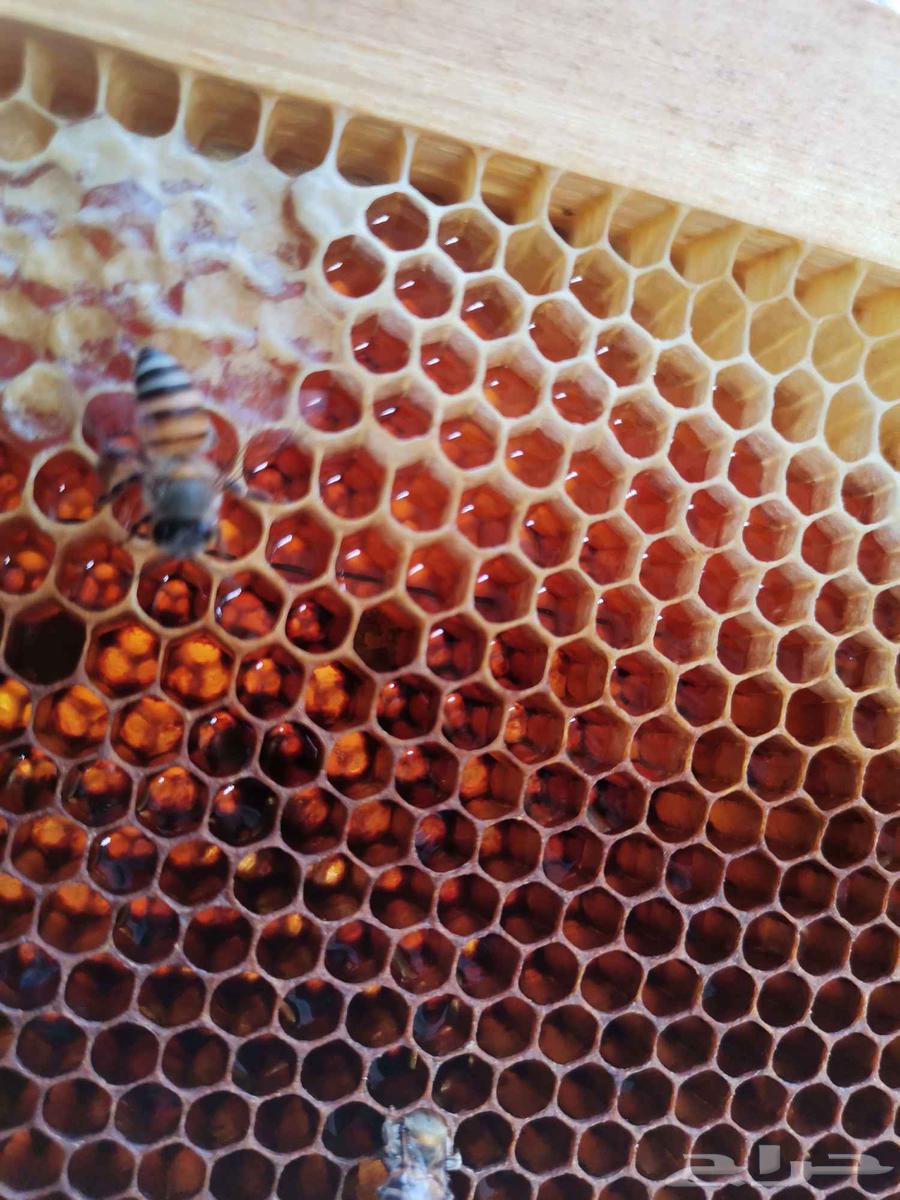 Samer Samra Honey, Qatad Honey, Salam Honey, Sahah Honey64427892230787111