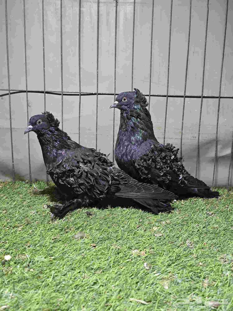 مفتل اسود64426214682498111