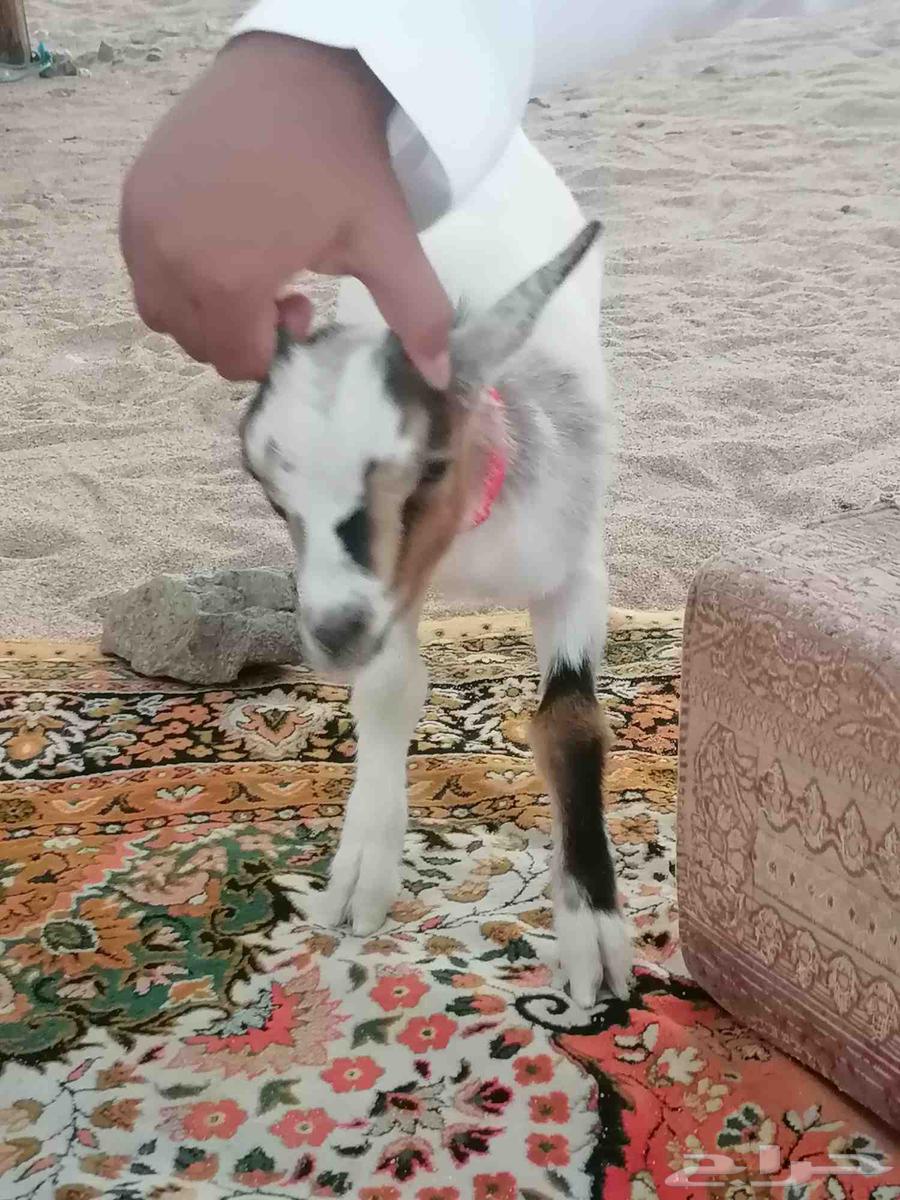 A playful 3-month-old dwarf goat interacts with children during breastfeeding or feeding64431589304579111