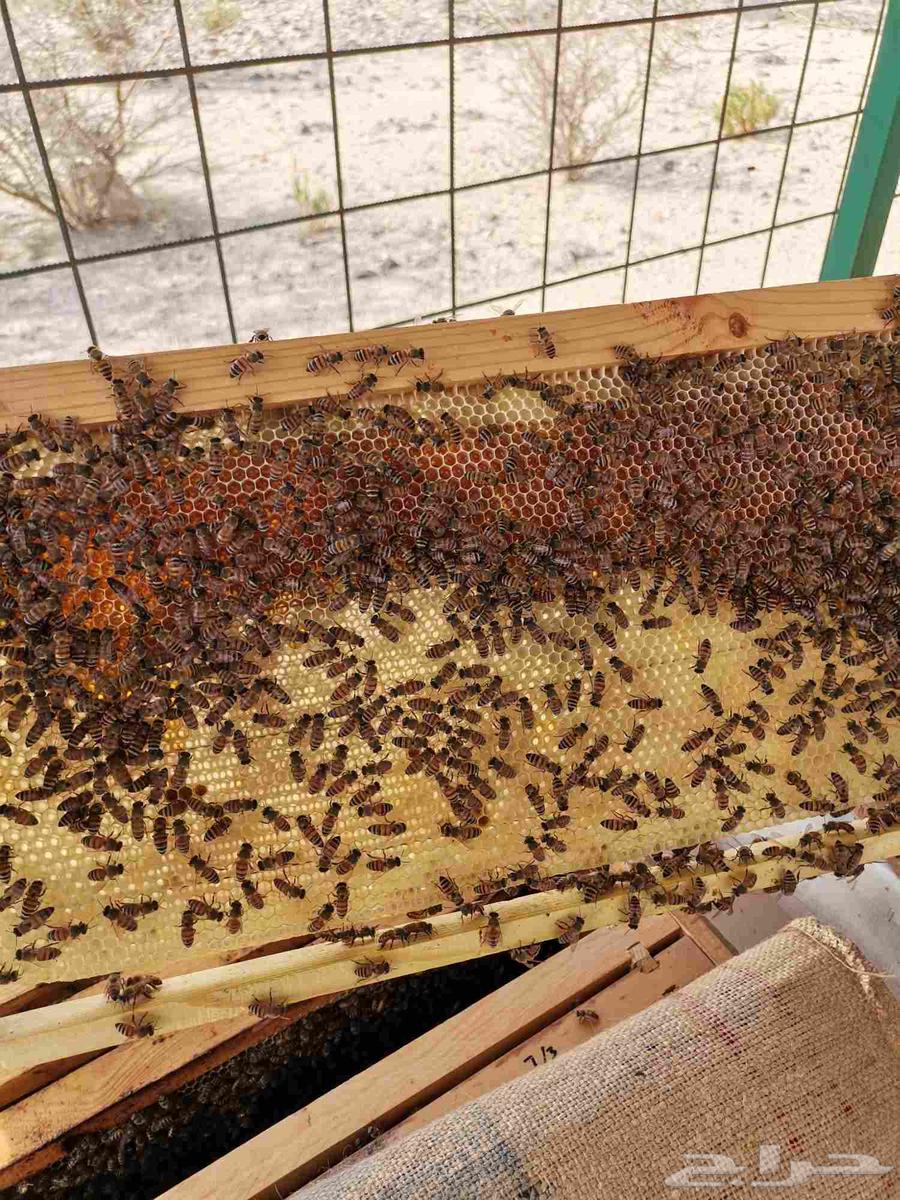 Samer Samra Honey, Qatad Honey, Salam Honey, Sahah Honey64427892230787112