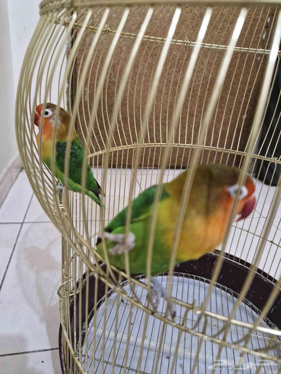 طيور زوج فيشر64428308865410110