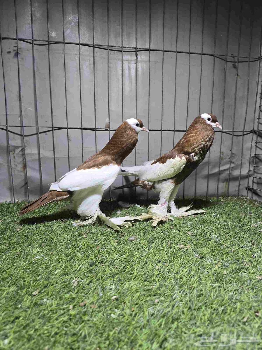 (تم البيع) نفاخ مسوبع64427370491137111