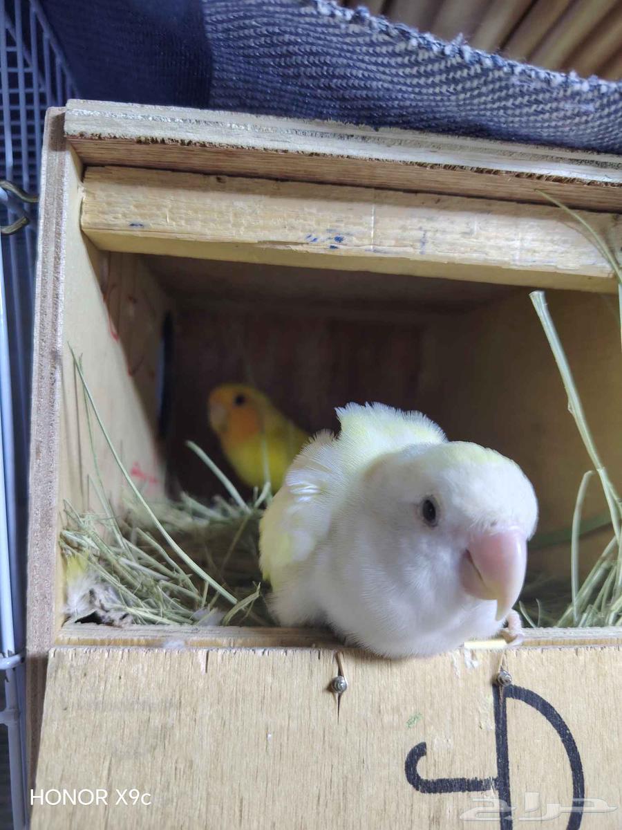 زوج روز منتج قريب يبيض ( تم البيع)64428376594178110