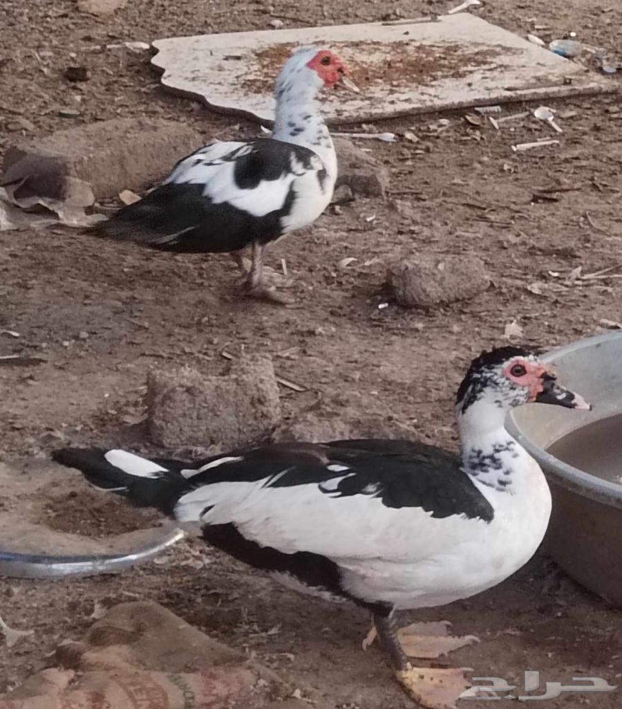 بط بلدي للبيع64426281615362112