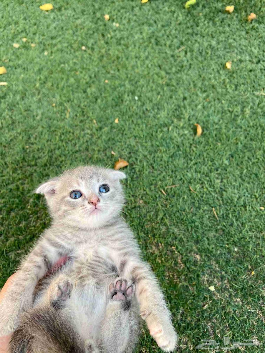 كيتن سكوتش فولد مطعمين مدربين للبيع ولايوجد تبني64431413093506110