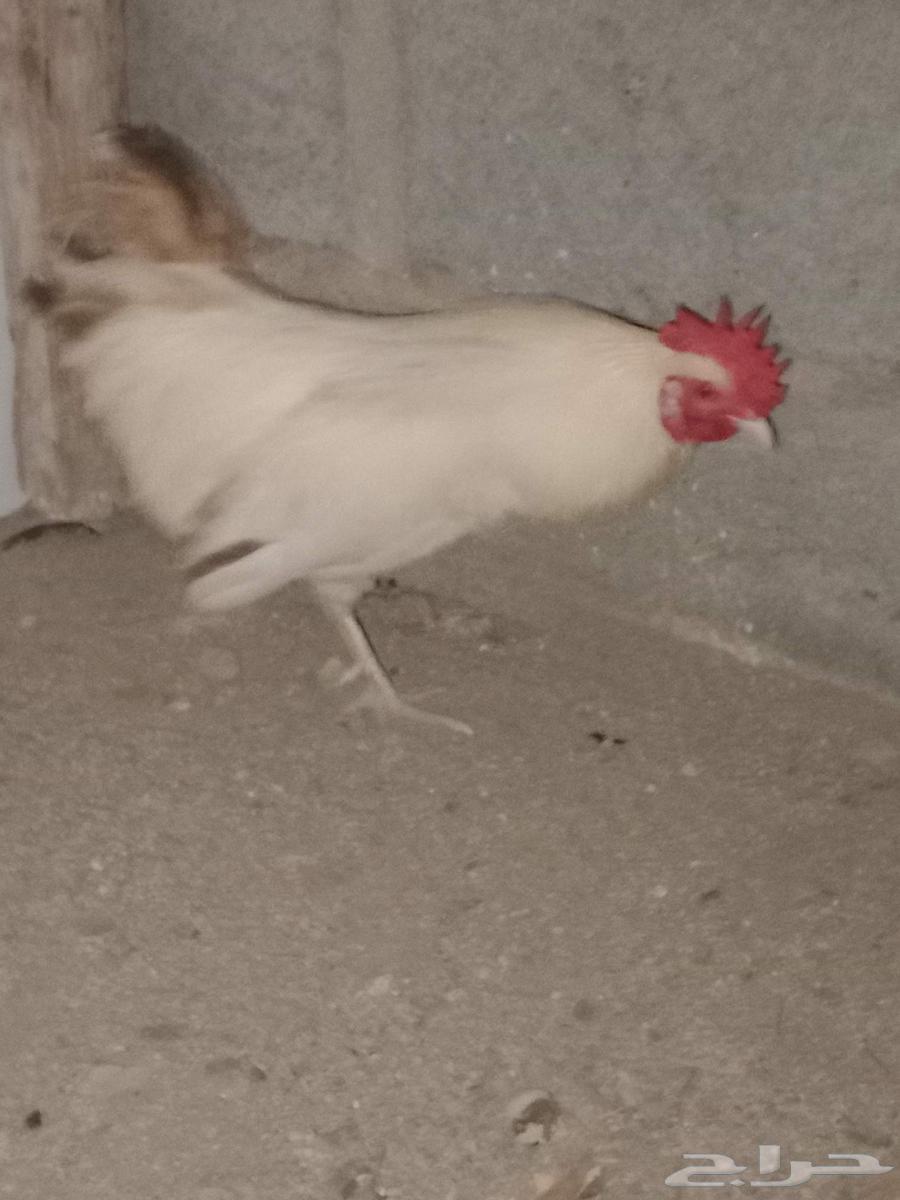 ديك البلدي للبيع64427489550338111