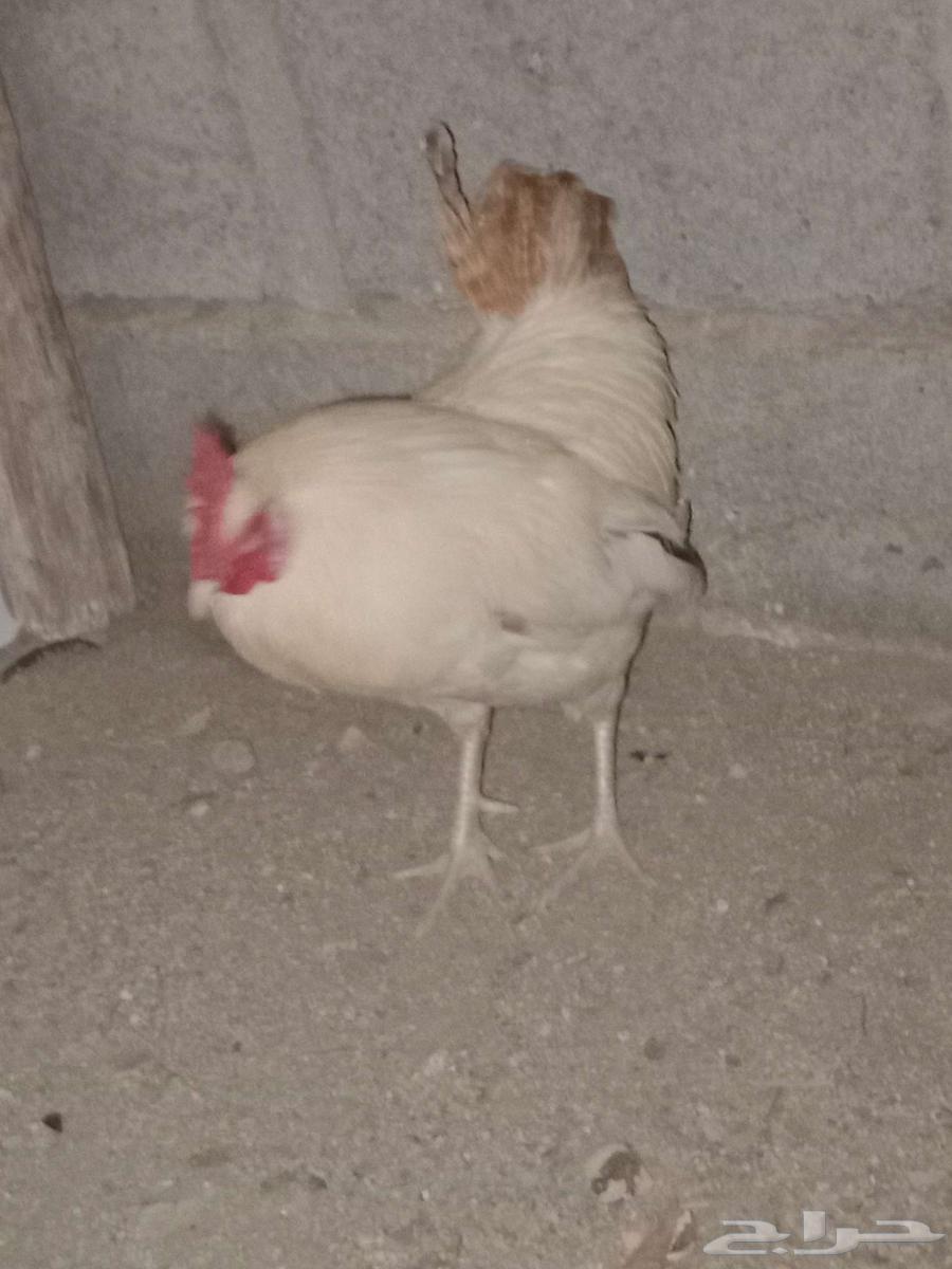 ديك البلدي للبيع64427489550338110