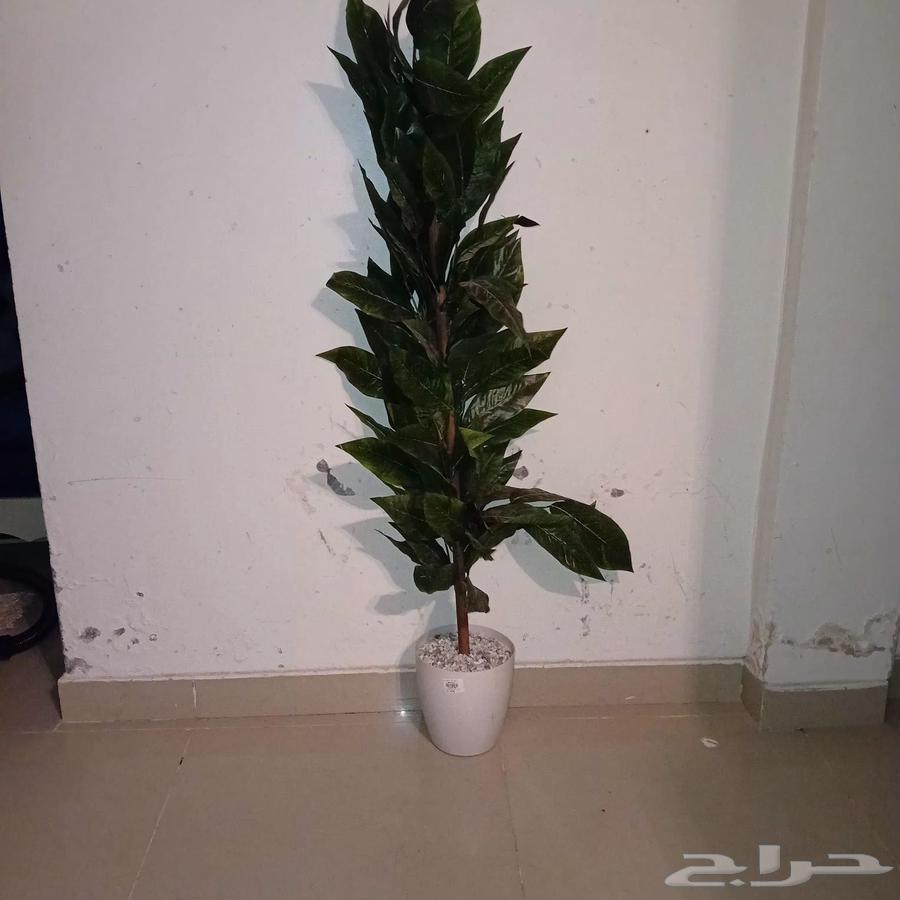 شجرة للبيع64429465108225110