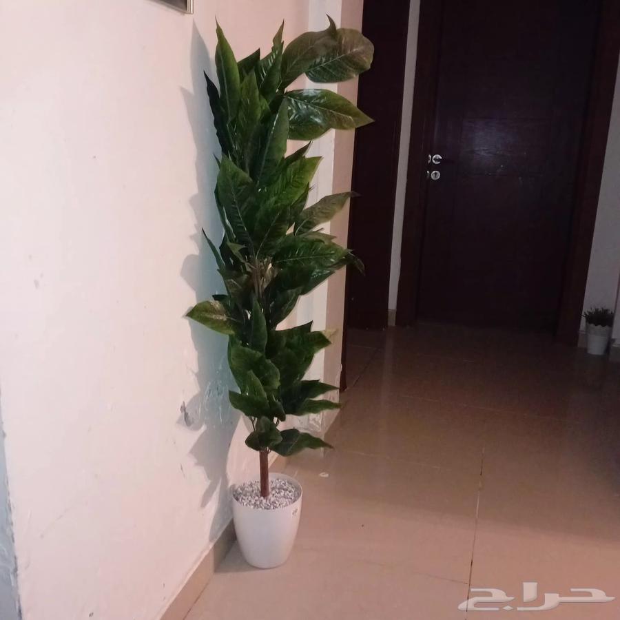 شجرة للبيع64429465108225113