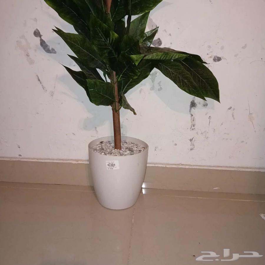 شجرة للبيع64429465108225111