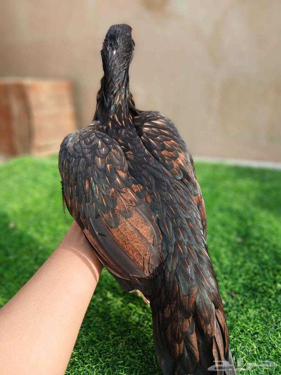 دجاجة ميوالي للبيع64426241562498113