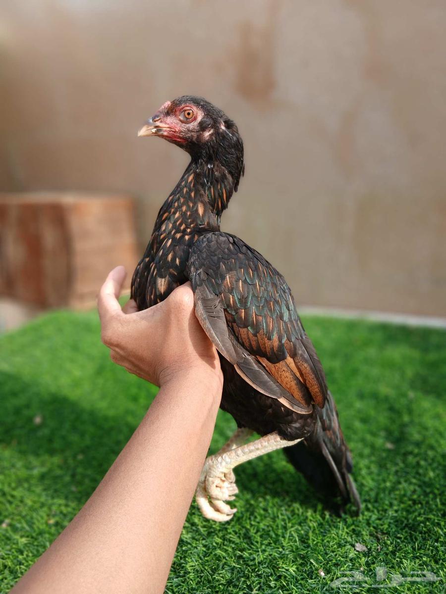 دجاجة ميوالي للبيع64426241562498112