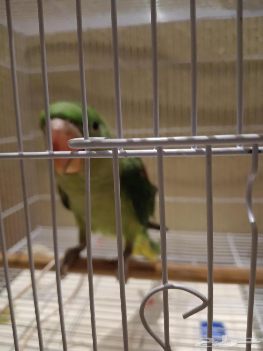 درة نيبالي لعوب ب160064432373309313110