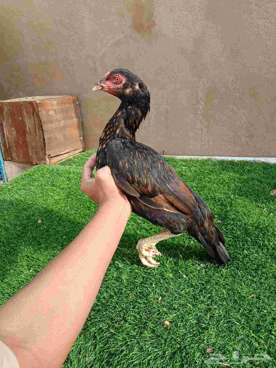 دجاجة ميوالي للبيع64426241562498111