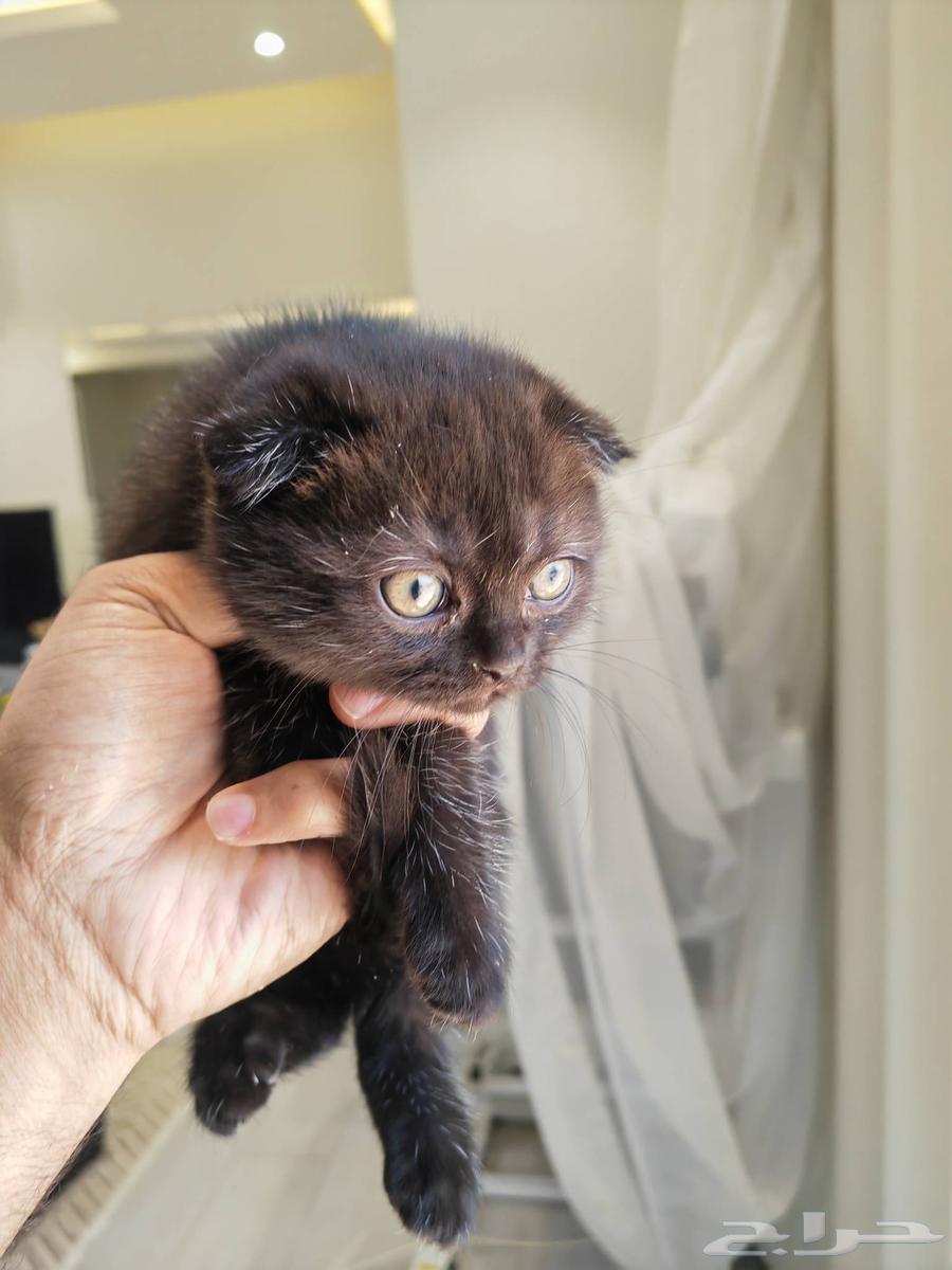 قطط كيتنز للبيع64411202857857110