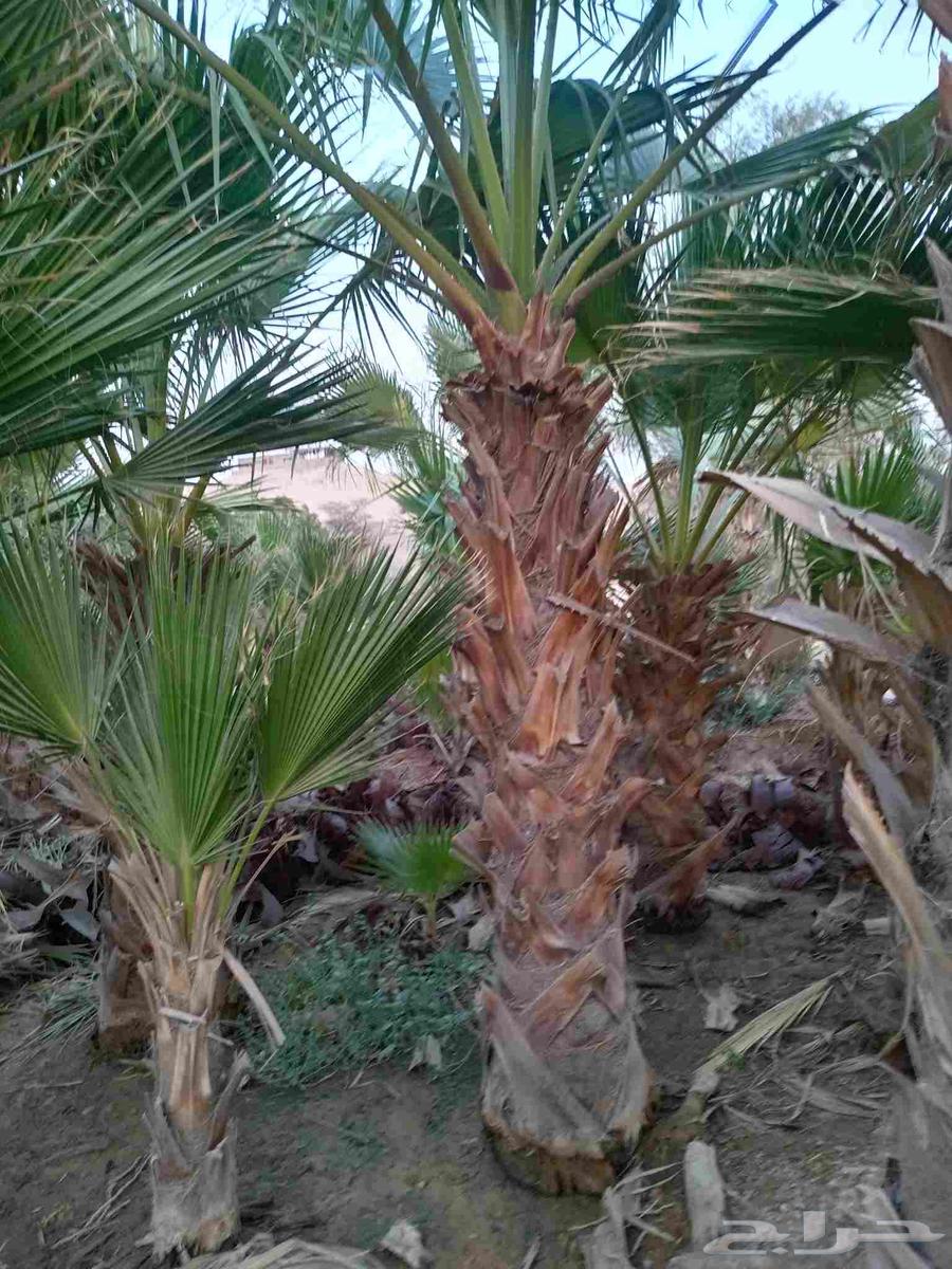 Decorative palm trees for sale with delivery to all areas of the Kingdom64431278360193111