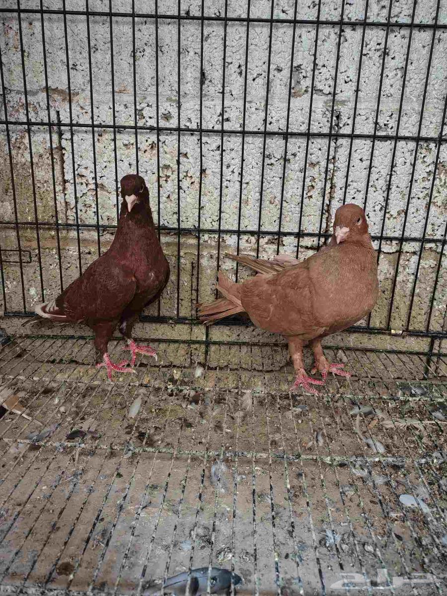 للبيع حمام ذكر سوري ومعاه فرخ64413545875714111