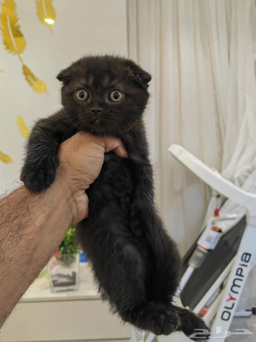 قطط كيتنز للبيع64411202857857113