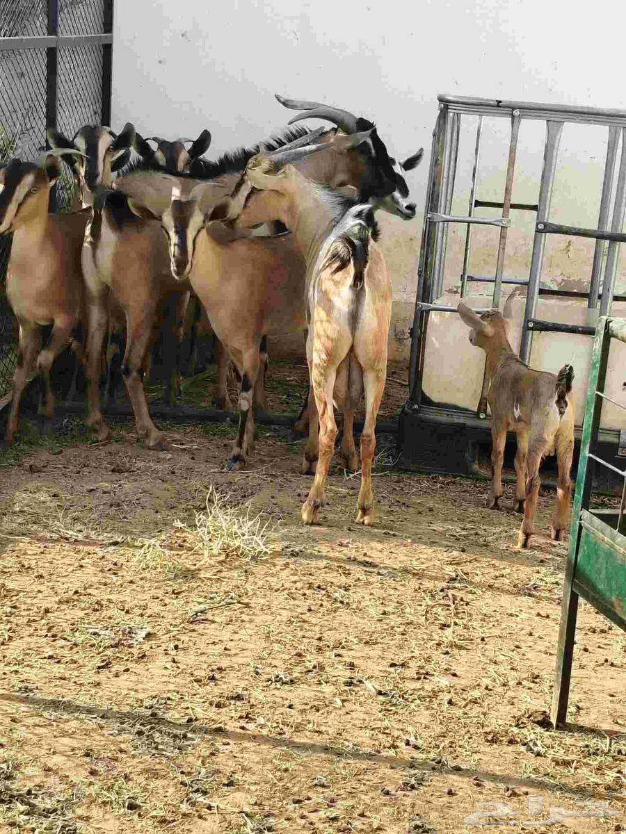 للبيع ماعز يمنيه عدد 1064431318678530112