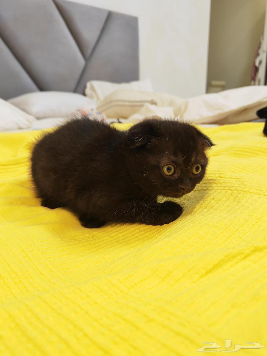 قطط كيتنز للبيع64411202857857112