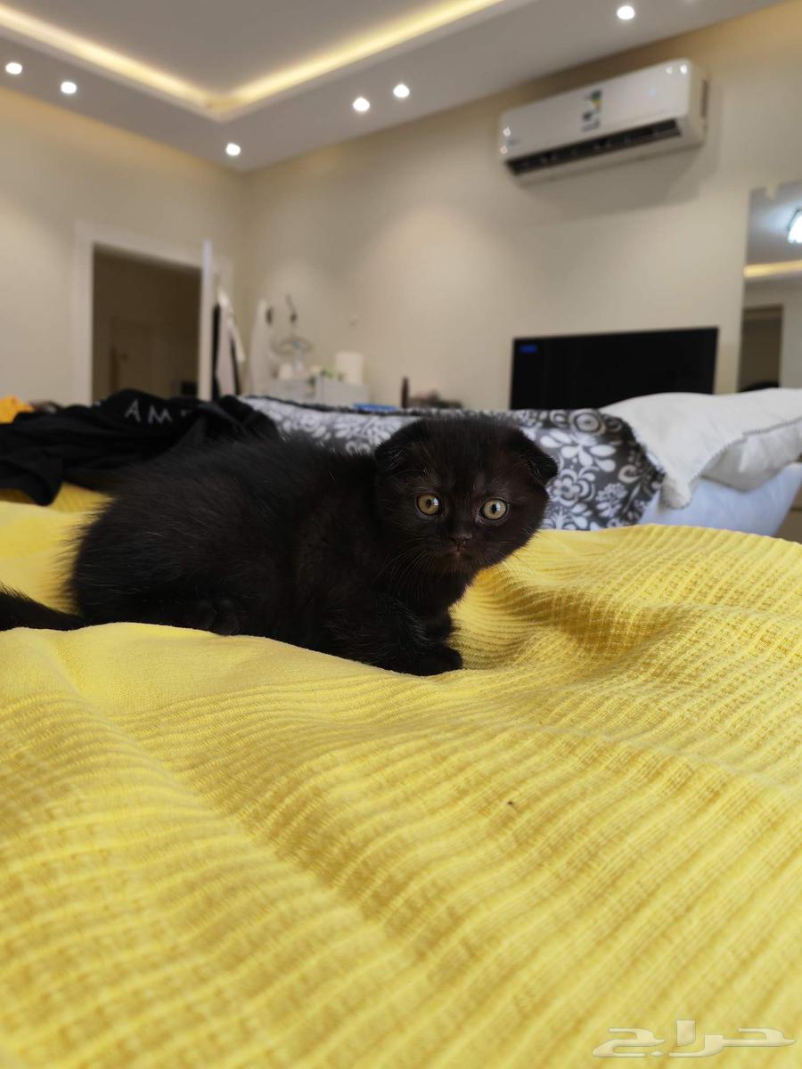 قطط كيتنز للبيع64411202857857111