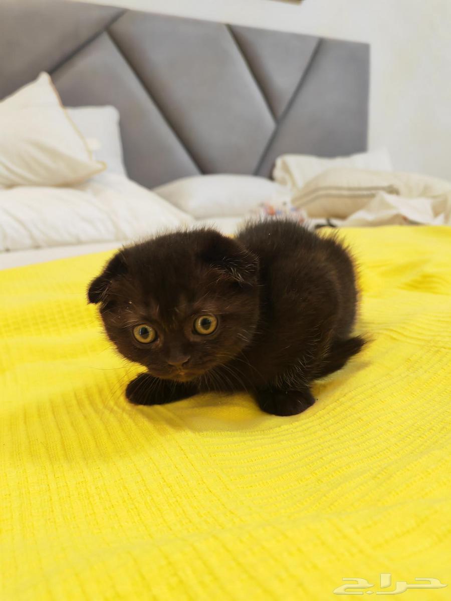 قطط كيتنز للبيع64411202857857114