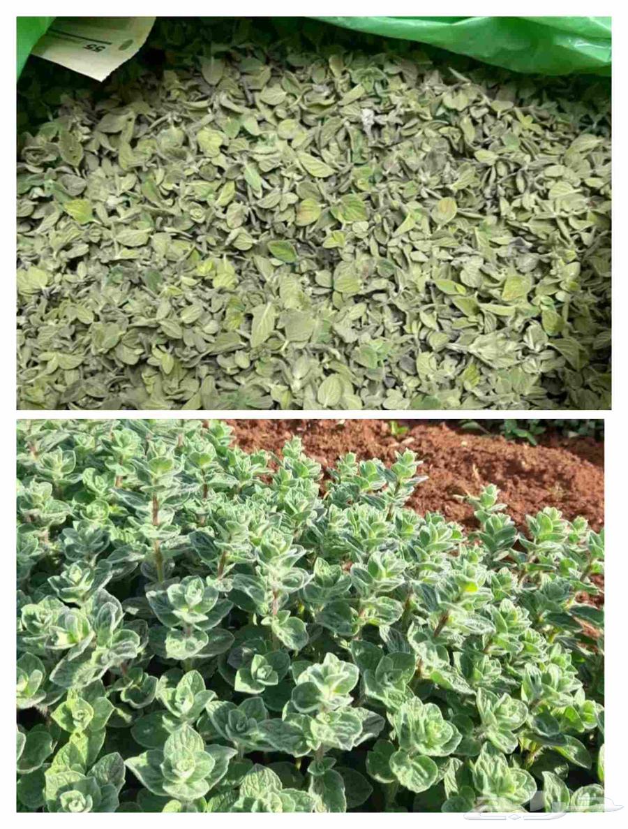 منتجات بلدية مكفولة حليب طازج جبنة بيضة لبنة زعتر من المزرعة64587925882883114