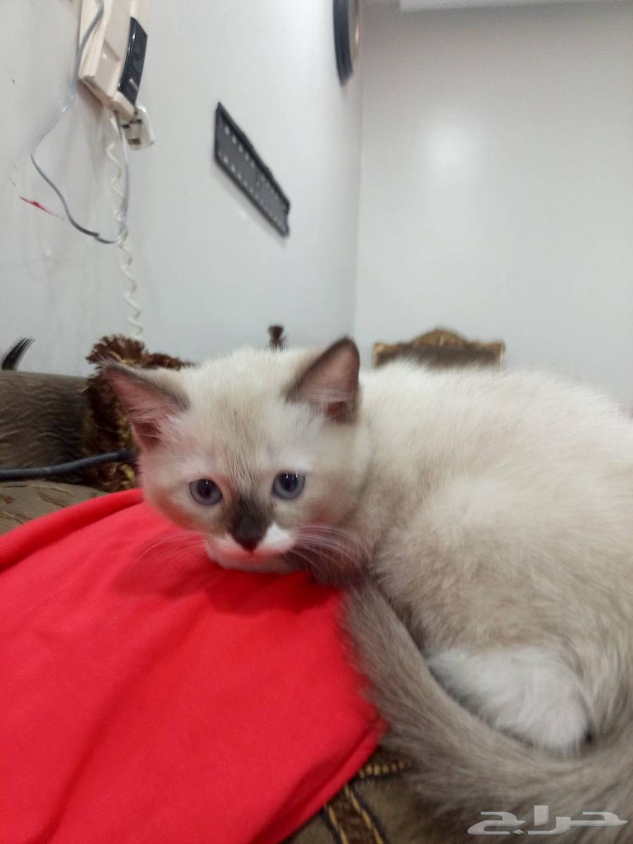 Scottish kitten one and a half months old with its mother64432958391810110