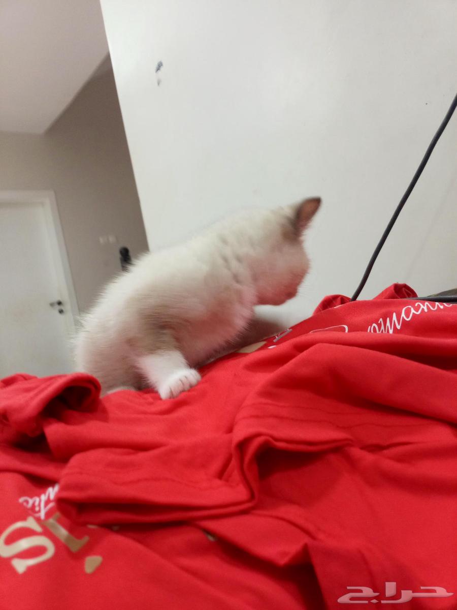 Scottish kitten one and a half months old with its mother64432958391810111