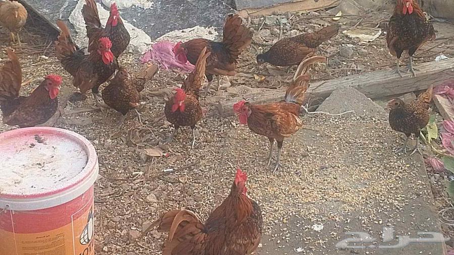 Sprite Chicken64428282212098114