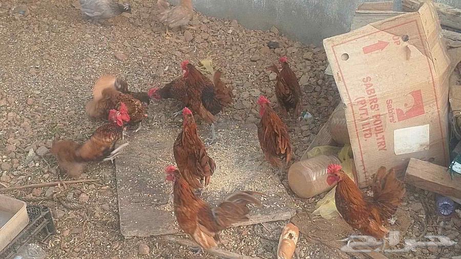 Sprite Chicken64428282212098110