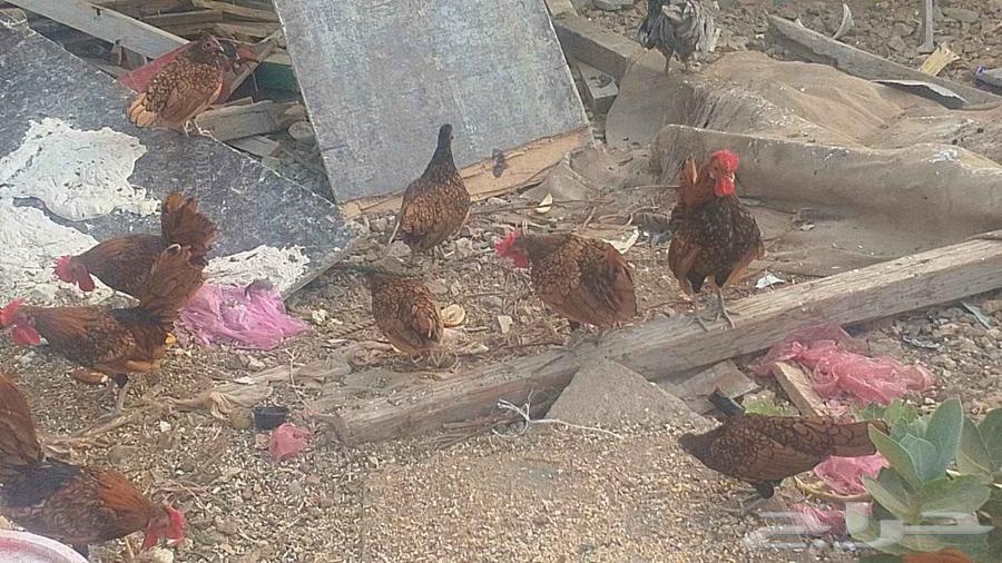 Sprite Chicken64428282212098113