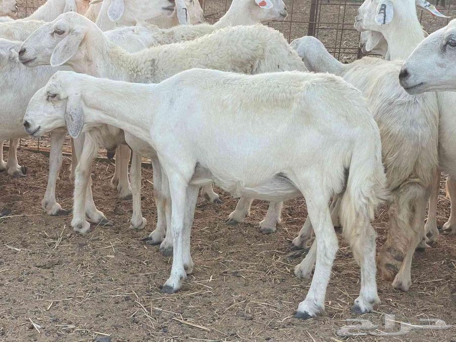 Sheep for sale, Dafiee sheep, good quality, God bless, sold64432440916737111